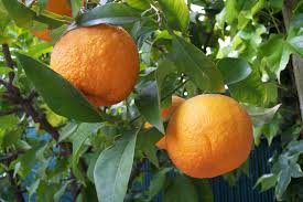 If possible, keep the planter with the seeds next to a sunny window that allows the seeds to feel the warmth and consume the energy they need to grow. How To Plant An Orange Tree Gardening On