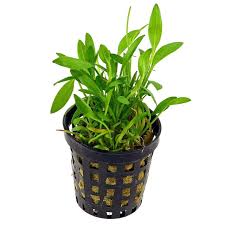 Image result for Ranalisma