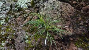 Image result for Actiniopteris semiflabellata