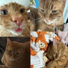 Missing black and white tuxedo cat in Brookfield