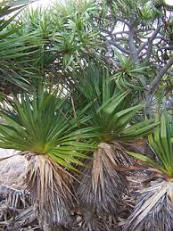Image result for Pandanus chiliocarpus