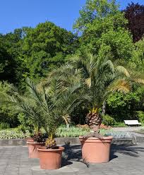 Augsburg Botanischer Garten Offnet Am Mittwoch Radio Schwaben