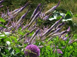 Вероникаструм виргинский (veronicastrum virginicum `fascination`). Kandelaber Ehrenpreis Veronicastrum Virginicum Fascination Ehrenpreis Kopfschmuck Taglilien