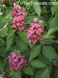 Image result for Ruspolia seticalyx