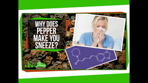 What can make you sneeze. Why Does Pepper Make You Sneeze Youtube