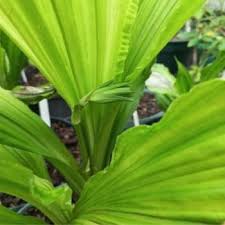 Image result for Calanthe sylvatica