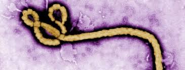 El virus toma su nombre de la ciudad alemana de marburgo, donde fue aislado en 1967 tras una epidemia de fiebre hemorrágica que cundió en el personal de laboratorio encargado de cultivos celulares que había trabajado con riñones de simios verdes ugandeses (cercopithecus aethiops) importados hacía poco, que luego resultaron estar infectados. Fiebre Hemorragica De Marburgo Sociologia Critica