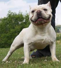 Below are pictures of shorty bull puppies from sporty shorty bull kennels uk that are available.please do not hesitate to contact us if you are interested in any of the below. Shorty Bull Dog Breed Information And Pictures