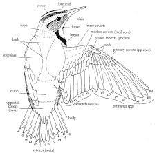 In many species these feathers are pale, but in a few (i.e. The Wings The Birds Of Nus