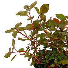 Image result for Ludwigia
