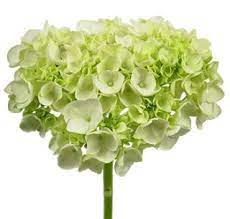 In los angeles, my former home, there's the l.a. Bulk And Diy Flowers Scent Violet Flowers And Gifts Houston Tx
