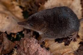 Image result for Dendrosenecio erici-rosenii