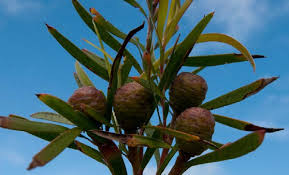 Image result for Neocussonia umbellifera