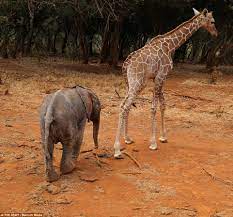 Elephant And Giraffe Orphaned Together Form Beautiful Friendship 11 Pics Kingdoms Tv