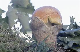 Le amanite des césars se trouve particulièrement dans les bois de feuillus mais aussi de coniféres. Amanite Des Cesars Le Meilleur Des Champignons Comestibles Pratique Fr