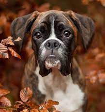 15 Fascinating Boxer Pictures Boxer Dogs Dog Photography Boxer Puppies