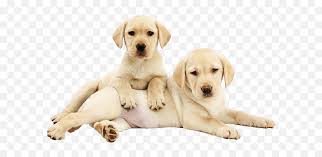 With the golden retriever, tweedmouth was aiming to develop a superior dog for hunting waterfowl with an even temper. Top Golden Retriever Puppies Stickers White Labrador 9 Week Emoji Golden Retriever Emoji Free Transparent Emoji Emojipng Com