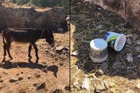 / ﻿ 36.083°n 28.083°e ﻿ / 36.083; Rodos Gaidoyria Sth Lindo Demena Ston Hlio Xwris Nero Binteo Www Zoosos Grwww Zoosos Gr