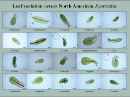 Image result for Tricalysia schliebenii
