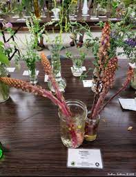 Maybe you would like to learn more about one of these? Central Oregon Wildflower Show Bend Branches
