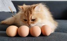 Kedilerde Zehirlenme Ve Belirtileri Kedi Blog
