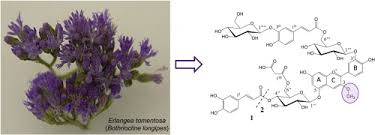 Image result for Bothriocline longipes