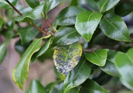 Sooty mold is a type of plant mold. How To Deal With Sooty Mould Garden World