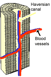 Some, mostly older, compact bone is remodelled to form these haversian systems (or osteons).the osteocytes sit in their lacunae in concentric rings around a central haversian canal (which runs longitudinally).the osteocytes are arranged in concentric rings of bone matrix called lamellae (little plates), and their processes run in interconnecting canaliculi. Cartilage Bone Ossification The Histology Guide
