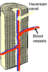 Cancellous bone is typically found at the ends of the long bones as well as the rubs, skull, pelvic bones and the vertebrae of the spinal column. Cartilage Bone Ossification The Histology Guide