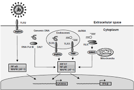 Последние твиты от hsv (@officialhsv). Viruses Free Full Text Activation And Evasion Of Innate Antiviral Immunity By Herpes Simplex Virus