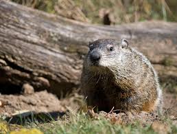 Maybe you would like to learn more about one of these? Pest Control Services Little S Pest Control Bethlehem Pa