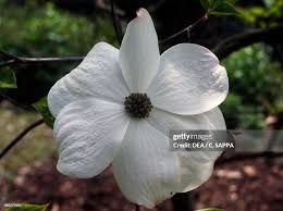 Image result for Cornaceae