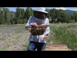 Where should tbh's be placed? Beekeeping Methods How To Manage Bees Naturally With Top Bar Hive System Youtube