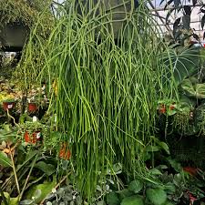 Image result for Rhipsalis baccifera