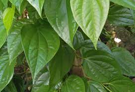 Detect language english german french italian spanish. Daun Sirih Silimalombu Ecovillage