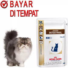 Sebenarnya makanan kucing royal canin tidak tidak. Royal Canin Gastro Veterinary Makanan Kucing Mencret Diare Pencernaan Saset 100 Gram Lazada Indonesia