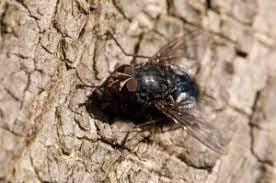 Looking for a pest control company in elk grove, ca? Pest Control In Elk Grove Ca Home A Plus Pest Control Of Elk Grove Pest Control In Elk Grove Ca