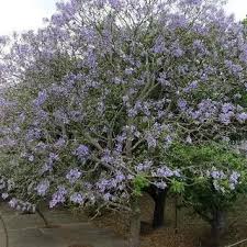 Image result for Jacaranda mimosifolia