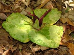 Image result for Heterotis decumbens
