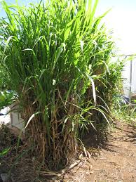 Image result for Cenchrus purpureus