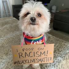 We have 87+ background pictures for you! 15 Dogs With Signs Protesting For Black Lives Matter
