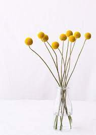 Pin By Bianca On Flower Ideas Billy Buttons Flower Pots Plant Vase