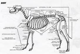 Zoological structural examination with inside location description for study handouts. Dog Bone Dog Skeleton Anatomy