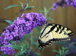 Plants attract potential pollinators in many ways, including by their color, scent, reflectance, size, outline, surface texture, temperature, and motion. The Best Plants For Attracting Butterflies