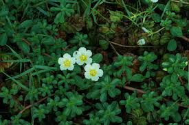 Image result for Ludwigia adscendens