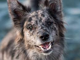 A Look At Australian Shepherd Mix Breed Dogs Aussie Mix Forum 4 gorgeous australian shepherd/border collie mix puppies! a look at australian shepherd mix breed dogs aussie mix forum