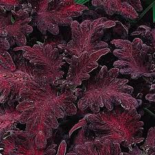 Image result for Coleus tetragonus