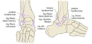 Ligamentum Talofibulare Anterius Med Kom