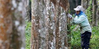 Tangan daun menyentuh pelan kain merah muda itu, lalu jemarinya menarik ujung kain hingga kain itu terurai dan menunjukkan bentuknya. Malaysia Rubber Tappers Back In Action With Fine Weather Higher Rubber Price Global Rubber Markets