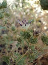 Image result for Dasylepis racemosa